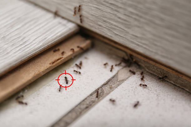 Best Pest Control Treatment  in Rock Island, IL