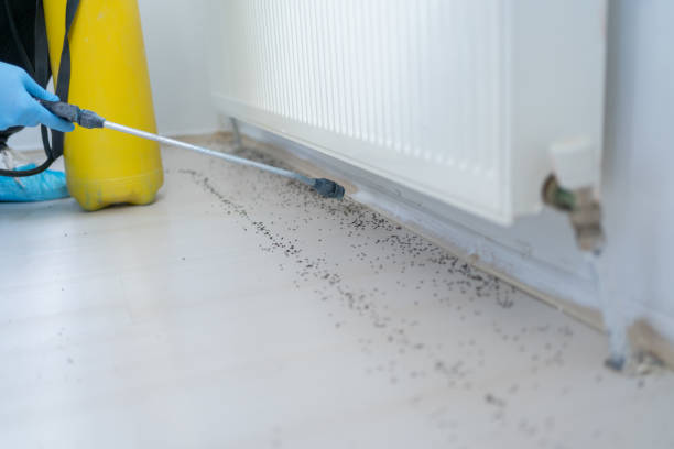 Best Flea Control Services  in Rock Island, IL